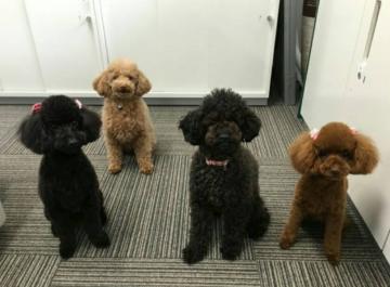 ファーストライフ株式会社|介護付有料老人ホーム　ラフィーネ