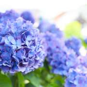 あじさい（紫陽花）　季節を感じる脳トレ・レクネタ！