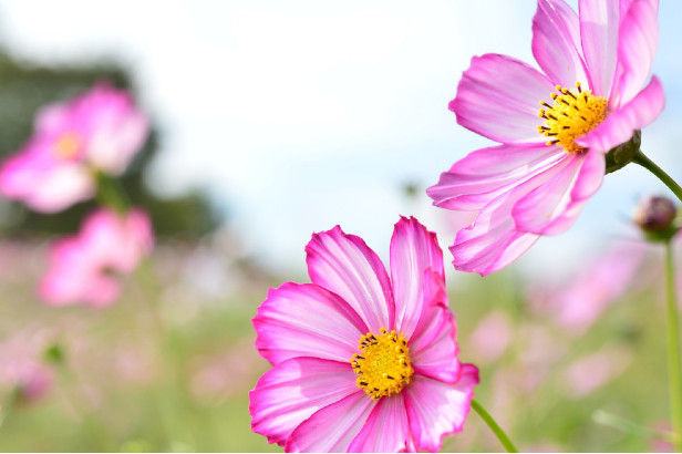 9月14日は何の日 雑学とクイズで脳トレ 高齢者レク 介護求人ナビ