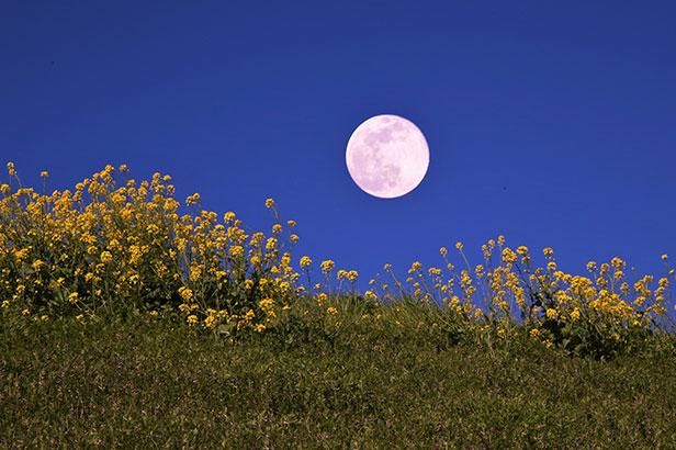 今夜は満月「ピンクムーン」！ 一緒に月を見てみませんか？